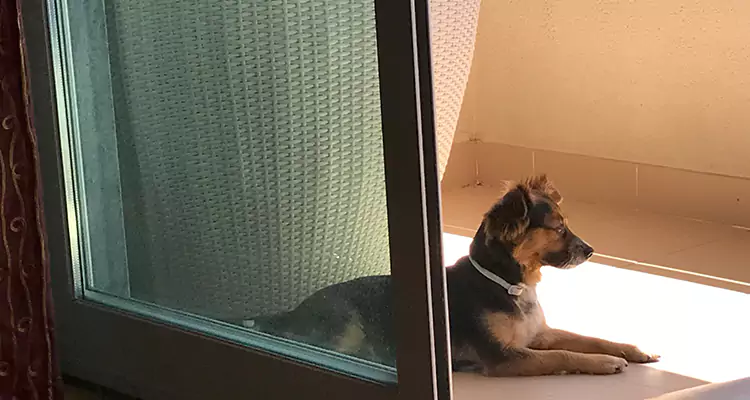 French Door Pet Screen Repair in Southchase, FL
